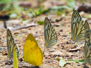 Beautiful on Butterfly with blur background and group of butterflies on surface ground. Insect world Bankrang camp, Phetchaburi province, Thailand National Park.