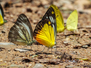 Beautiful on Butterfly with blur background and group of butterflies on surface ground. Insect world Bankrang camp, Phetchaburi province, Thailand National Park.