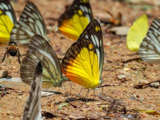 Beautiful on Butterfly with blur background and group of butterflies on surface ground. Insect world Bankrang camp, Phetchaburi province, Thailand National Park.
