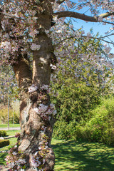 Fototapeta premium A cherry tree in bloom in spring in the park