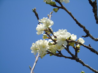 Liguria, Italy – 04/03/2019: Beautiful caption of the fruits tree and other different plants with first amazing white and yellow flowers in the village and an incredible blue sky in the background. 