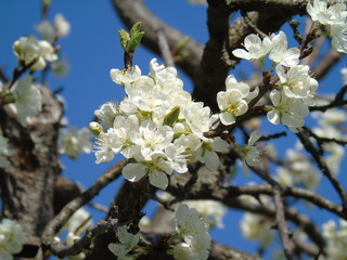 Liguria, Italy – 04/03/2019: Beautiful caption of the fruits tree and other different plants with first amazing white and yellow flowers in the village and an incredible blue sky in the background. 