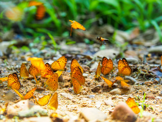 Beautiful on Butterfly with blur background and group of butterflies on surface ground. Insect world Bankrang camp, Phetchaburi province, Thailand National Park.