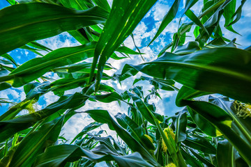 Corn maize crop low angle