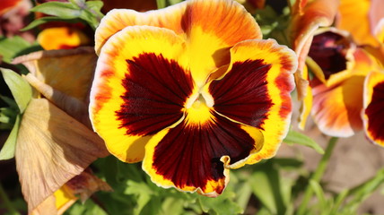 Pansy is a amazing flower and its colour combination is great. Viola tricolor var. hortensis. Viola Wittrockianna - Pansy.