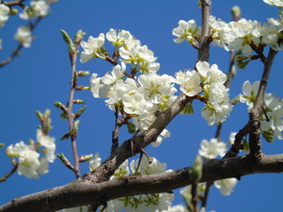 Liguria, Italy – 04/03/2019: Beautiful caption of the fruits tree and other different plants with first amazing white and yellow flowers in the village and an incredible blue sky in the background. 