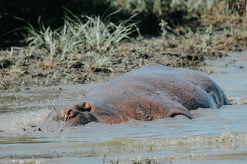 Fototapeta premium Hyppo in the mud