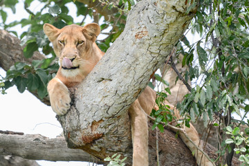 Lion Tree in Queens Elizabeth