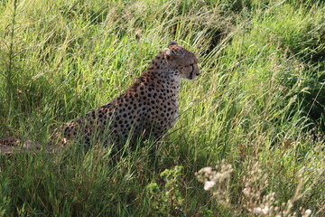 Cheetah Masai Mara Africa