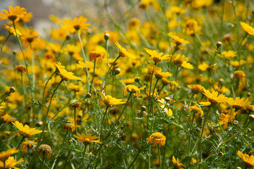 flower, field, yellow, nature, flowers, spring, summer, meadow, plant, green, grass, dandelion, blossom, flora, beauty, garden, blooming, agriculture, bloom, floral, beautiful, buttercup, sky, color, 