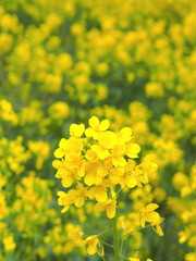 野に咲く菜の花