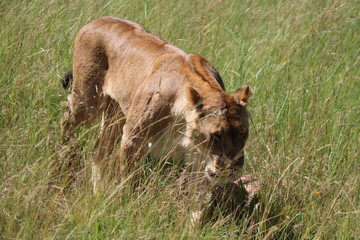 Lion Masai Mara Africa