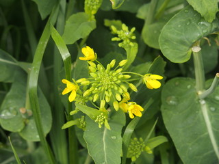 咲き始めた菜の花