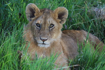 Fototapeta na wymiar Lion Masai Mara Africa