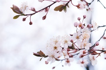 Cherry Blossom or Sakura flower on nature background.