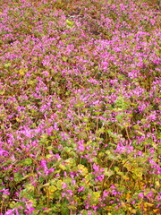 Fototapeta premium 野原に咲く仏の座