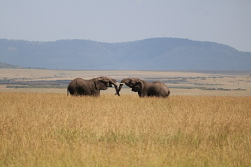 Naklejka na ściany i meble Elephant Masai Mara Africa