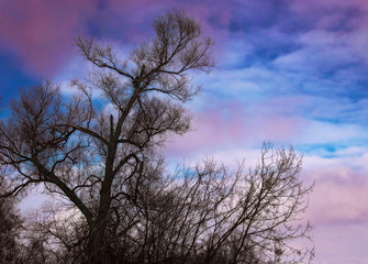Fototapeta na wymiar branches of a tree trunk go to the sky