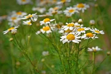  Daisies (flowers) in the field. Beautiful nature scene with blooming daisy. Summer daisy