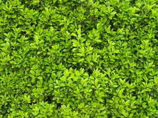 Obraz premium 生垣の若葉