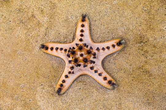 Big starfish on the beash shore. Bali, Indonesia.