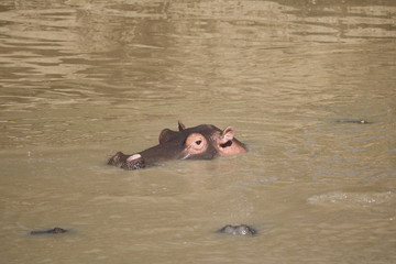 Fototapeta premium Hippo Masai Mara Africa