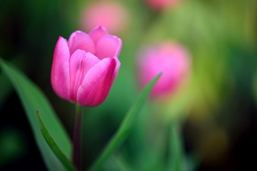 Pink tulip on green background