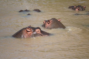 Hippo Masai Mara Africa