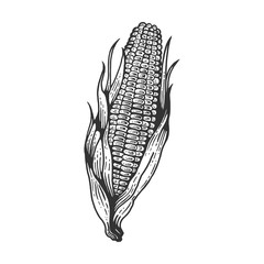 Corn maize vegetable plant on branch sketch engraving vector illustration. Scratch board style imitation. Hand drawn image.