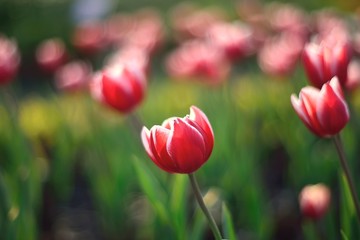 red tulips in the garden