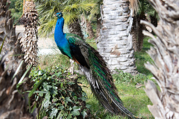 Peacock in park