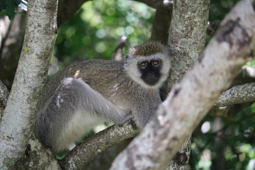 Monkey Masai Mara Africa