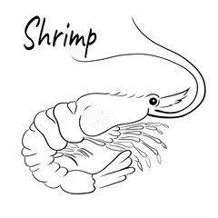 Shrimp line vector illustration