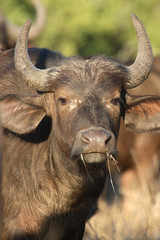 Kaffernbüffel / Buffalo / Syncerus caffer