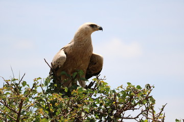 Eagle Masai Mara Africa