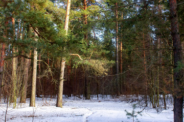 Fototapeta na wymiar Early spring landscape of the snow in the pine forest. Landscape in the Russia.