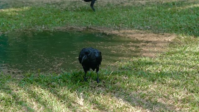 Black crow enjoying water bathing in a garden on a hot sunny day. Slow motion nature footage.