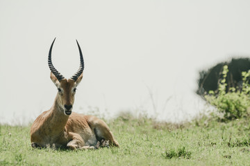 bush antilope in Uganda