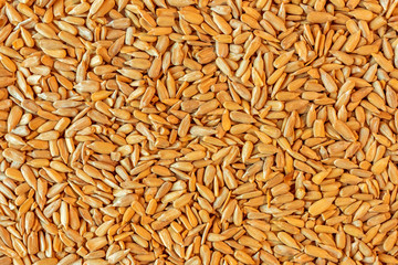 Hulled organic sunflower seed, top view