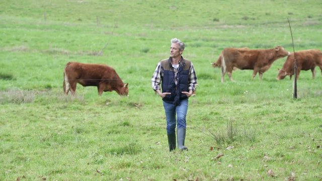 Farmer walking through field with cattle in the background