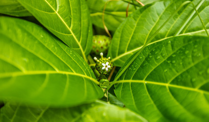 fleur de Noni