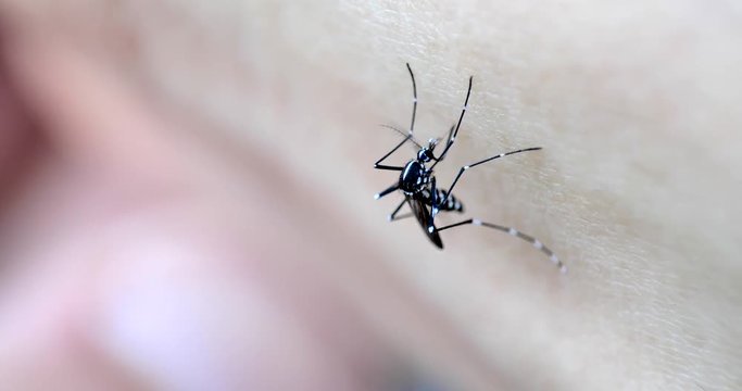 Asian Tiger Mosquito.