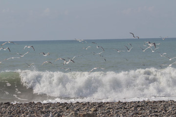 Swarm of sea gulls flying close to the beach in sunny weather