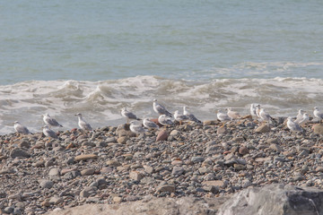 Seagulls standing on stone. In the background sea