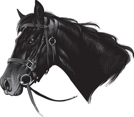 Silhouette horse on white background, vector illustration