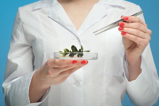 Concept science, study of plants. GMO test. Scientist biologist and chemist, microbiologist.