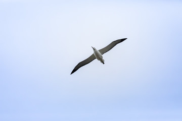 Albatross bird in the sky