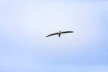 Albatross bird in the sky