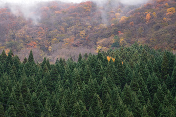 Autumn landscape mountain in Japan