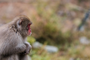 White Monkey in the mountain 